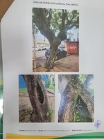 Árvore com risco de queda.